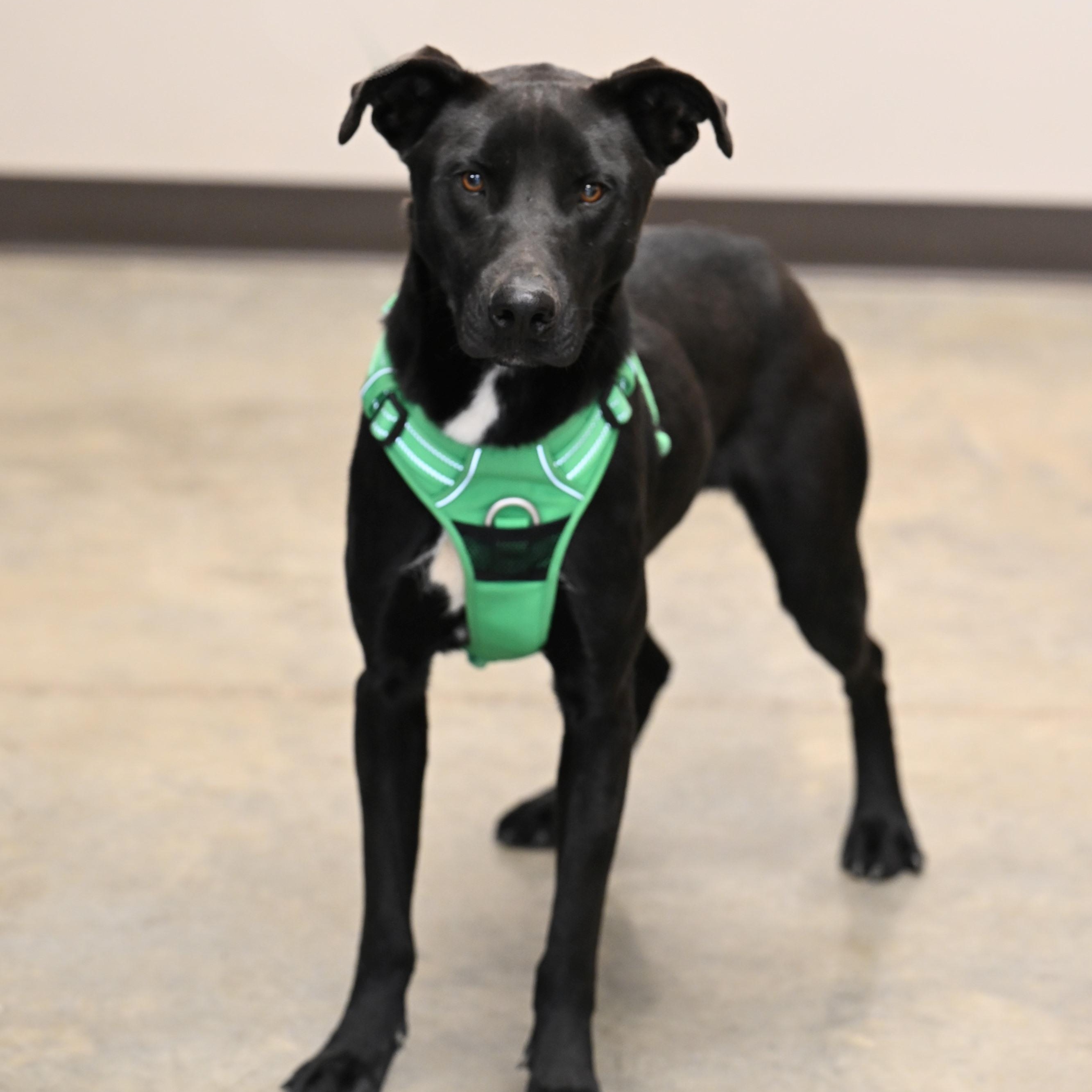 Enlarge Benson, a Adoptable mixed breed in Hot Springs, AR image 1/1