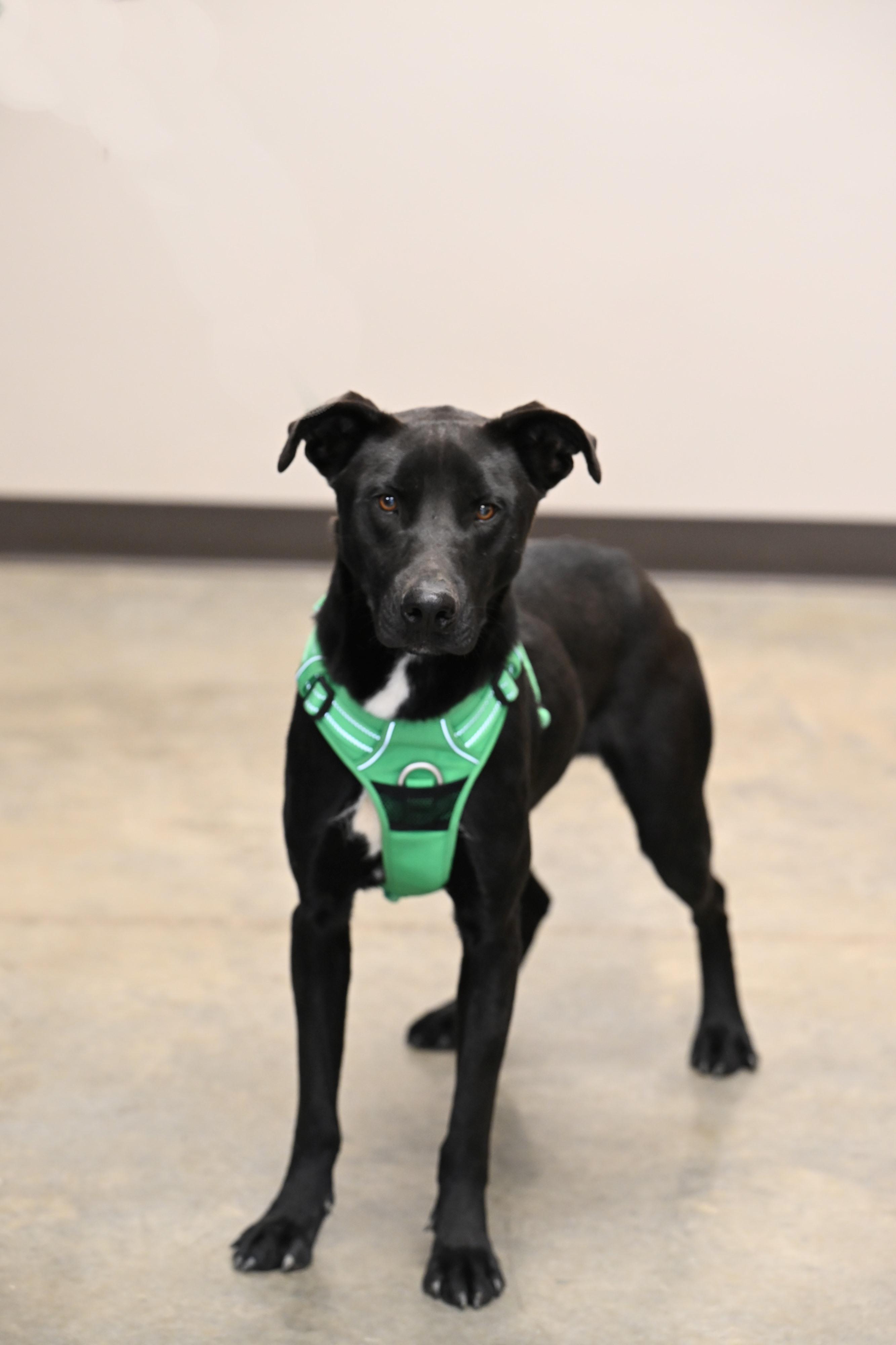 Enlarge Benson, a Adoptable mixed breed in Hot Springs, AR image 1/1