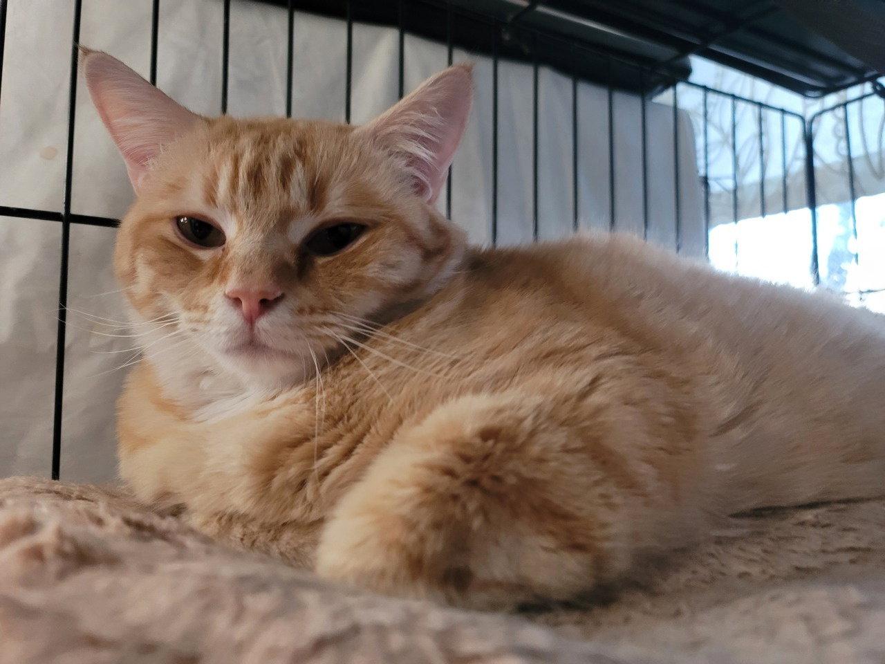 Rudy 6430, Adoptable, Young Male Domestic Short Hair.