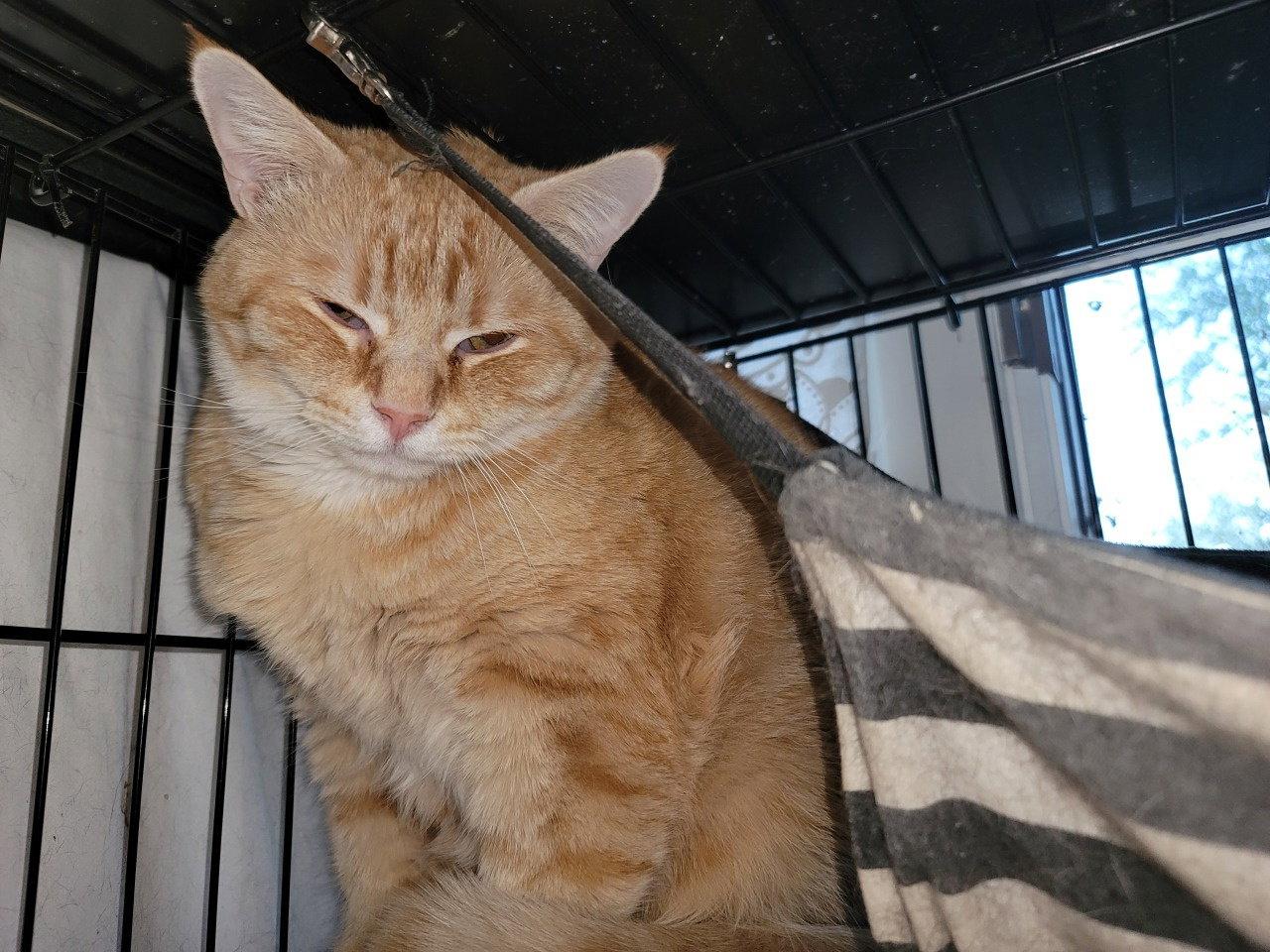 Rudy 6430, a Adoptable Domestic Short Hair in Locust Grove, VA image 2/2
