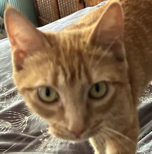 Arancia, ADOPTABLE, Young Female Tabby & Domestic Short Hair.