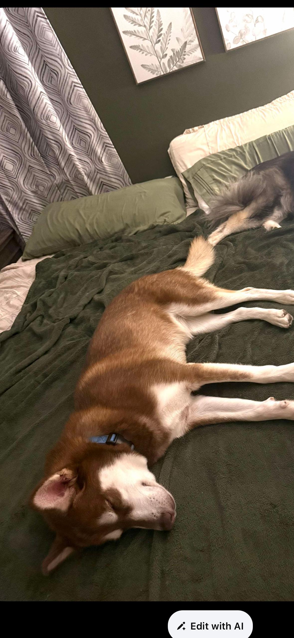 Charlie, Adoptable, Adult Male Siberian Husky.