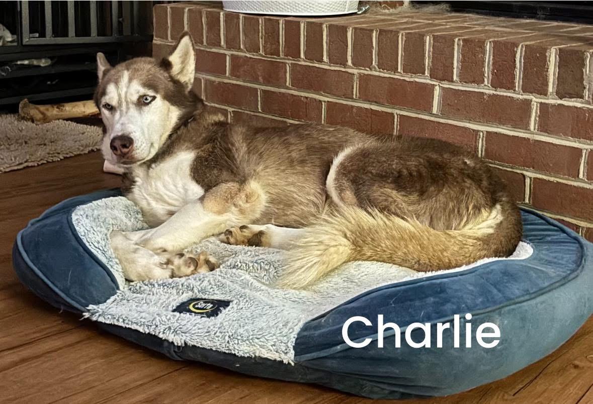 Charlie, a Adoptable Siberian Husky in York, PA image 2/2