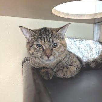 Rosy, Adoptable, Kitten Female Domestic Short Hair.
