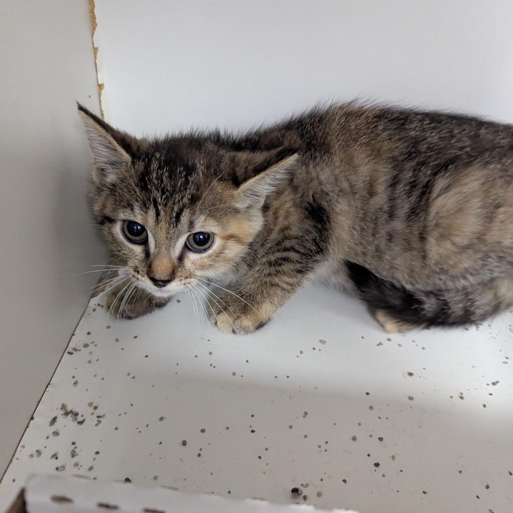 Enlarge Rosy, a Adoptable Domestic Short Hair in Jeffersonville, IN image 2/2