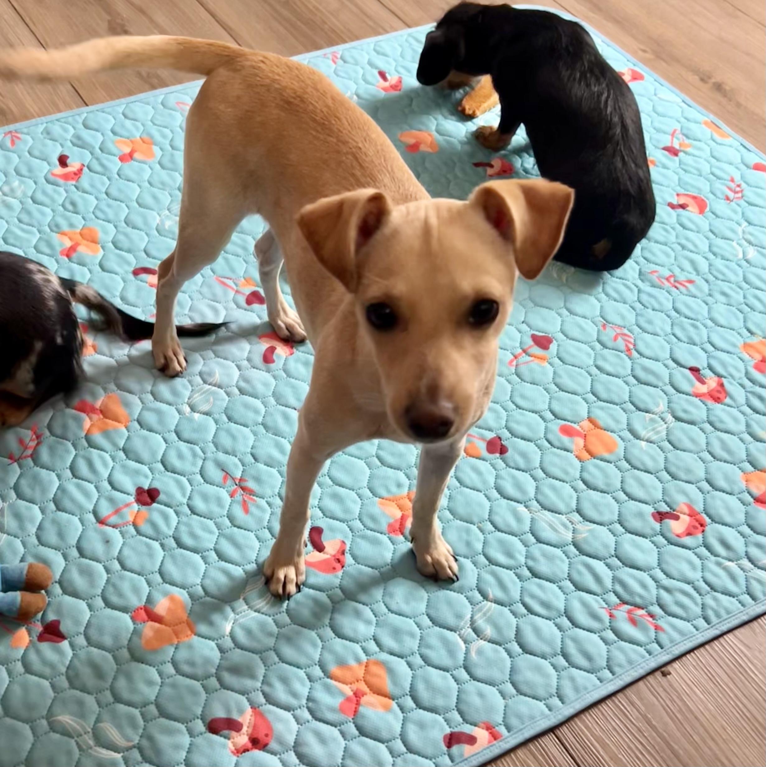 Enlarge Lexie, a Adoptable Xoloitzcuintli / Mexican Hairless in Chickasha, OK image 1/3