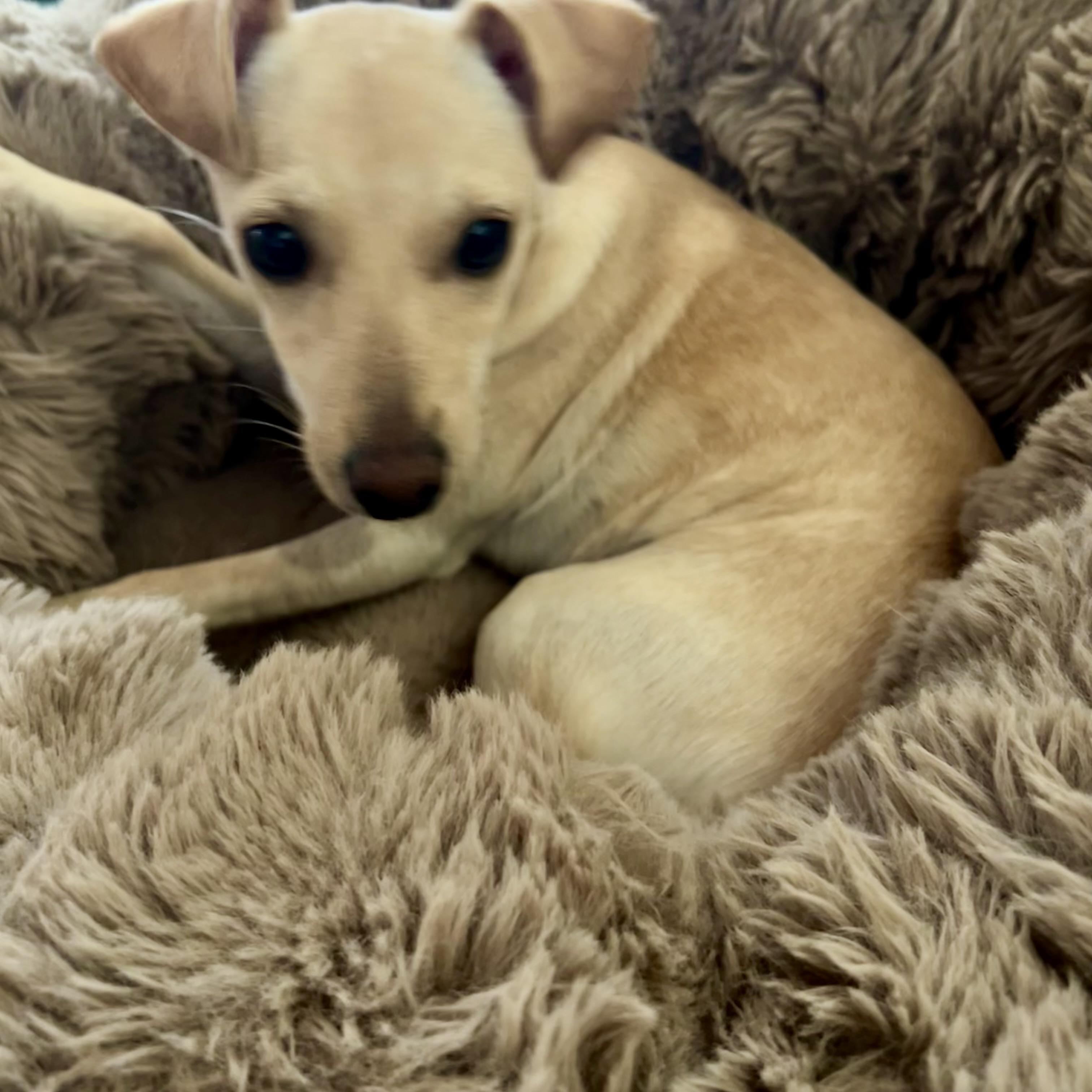 Enlarge Lexie, a Adoptable Xoloitzcuintli / Mexican Hairless in Chickasha, OK image 2/3