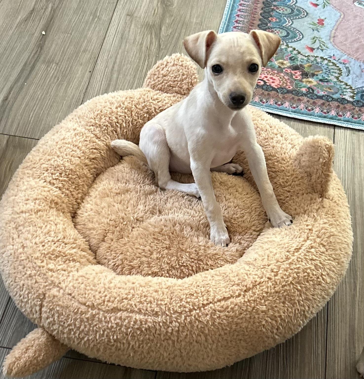 Enlarge Lexie, a Adoptable Xoloitzcuintli / Mexican Hairless in Chickasha, OK image 3/3
