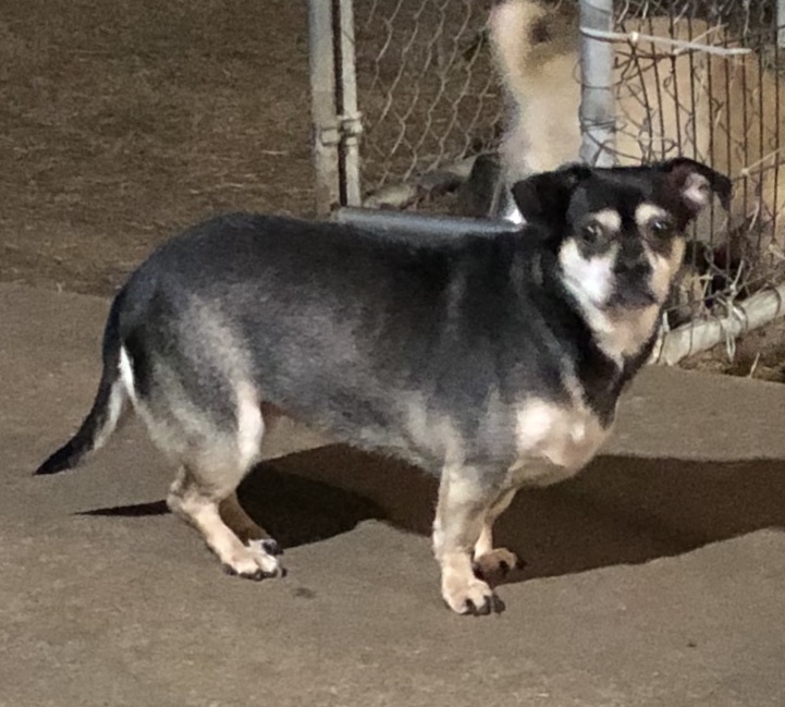 Enlarge CANDY, a Adoptable mixed breed in Claremore, OK image 1/1