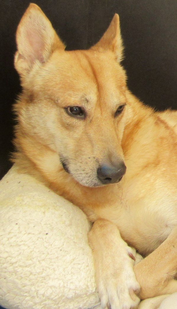 MAUI, a Adoptable Carolina Dog in Oro Valley, AZ image 1/4