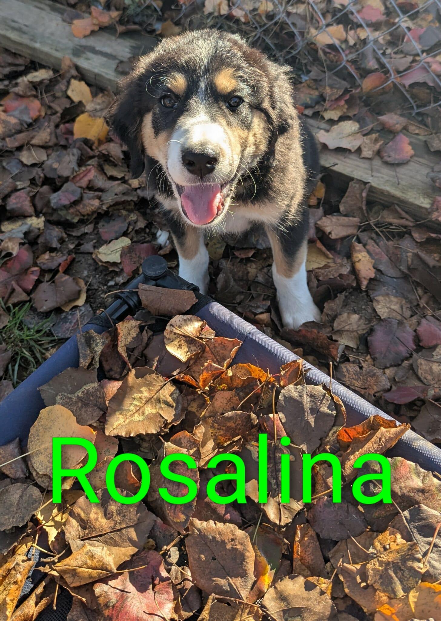 Rosalina, Adoptable, Puppy Female Australian Shepherd & Border Collie.