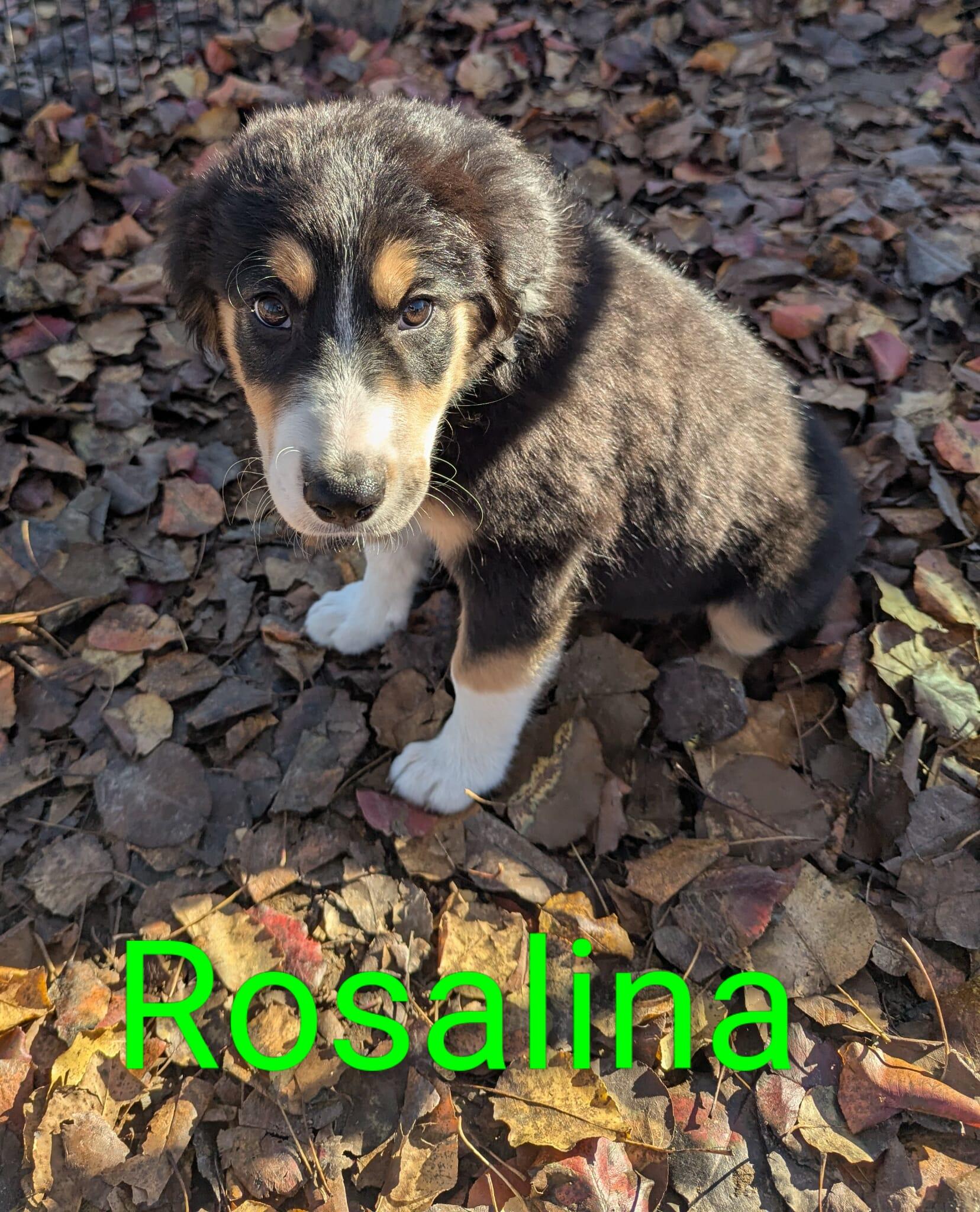 Enlarge Rosalina, a Adoptable mixed breed in Cookeville, TN image 5/5
