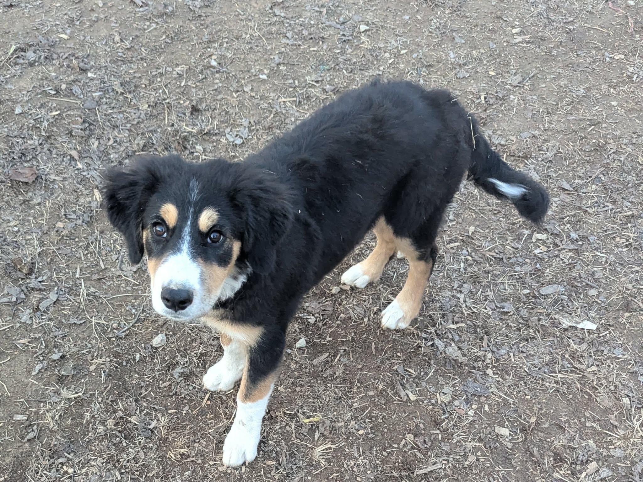 Rosalina, a Adoptable mixed breed in Cookeville, TN image 1/4