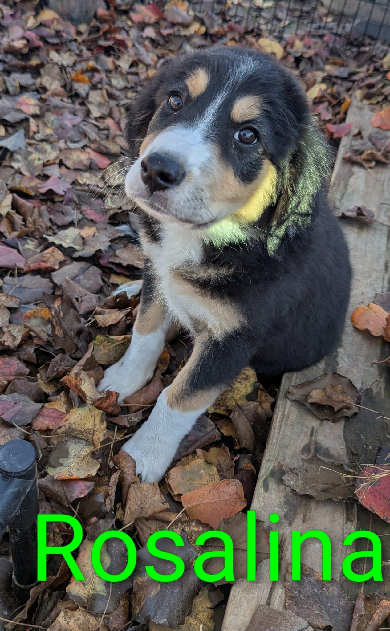 Enlarge Rosalina, a Adoptable mixed breed in Cookeville, TN image 2/5
