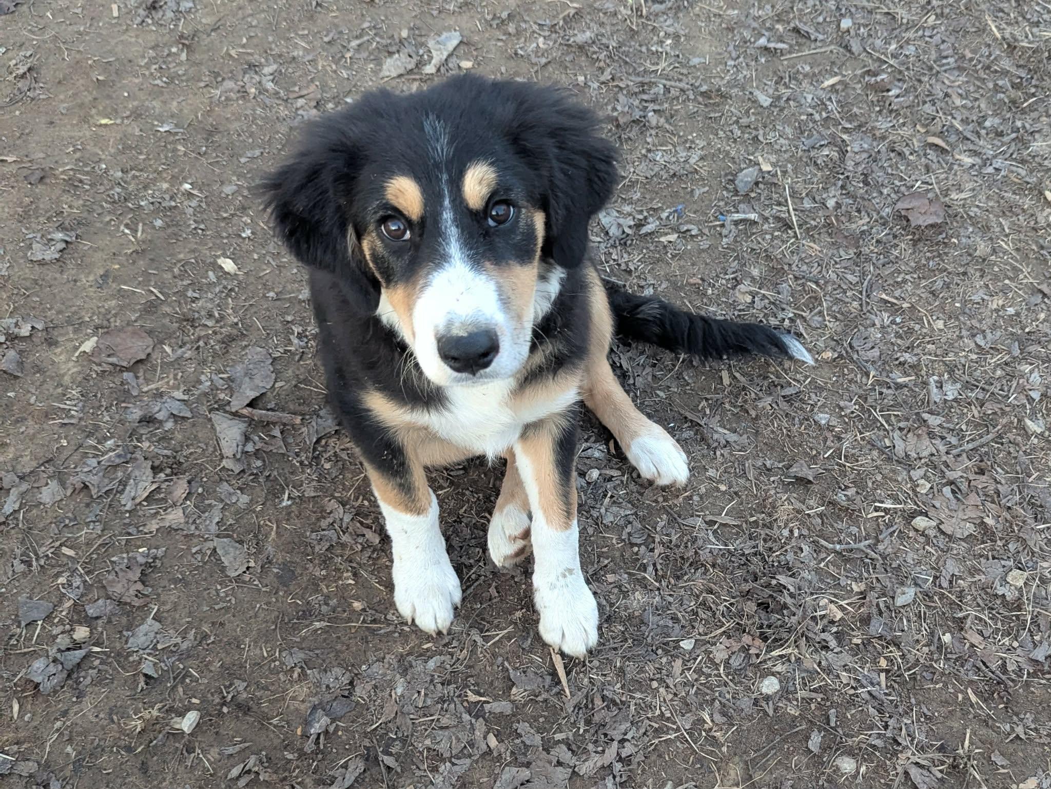 Rosalina, a Adoptable mixed breed in Cookeville, TN image 2/4