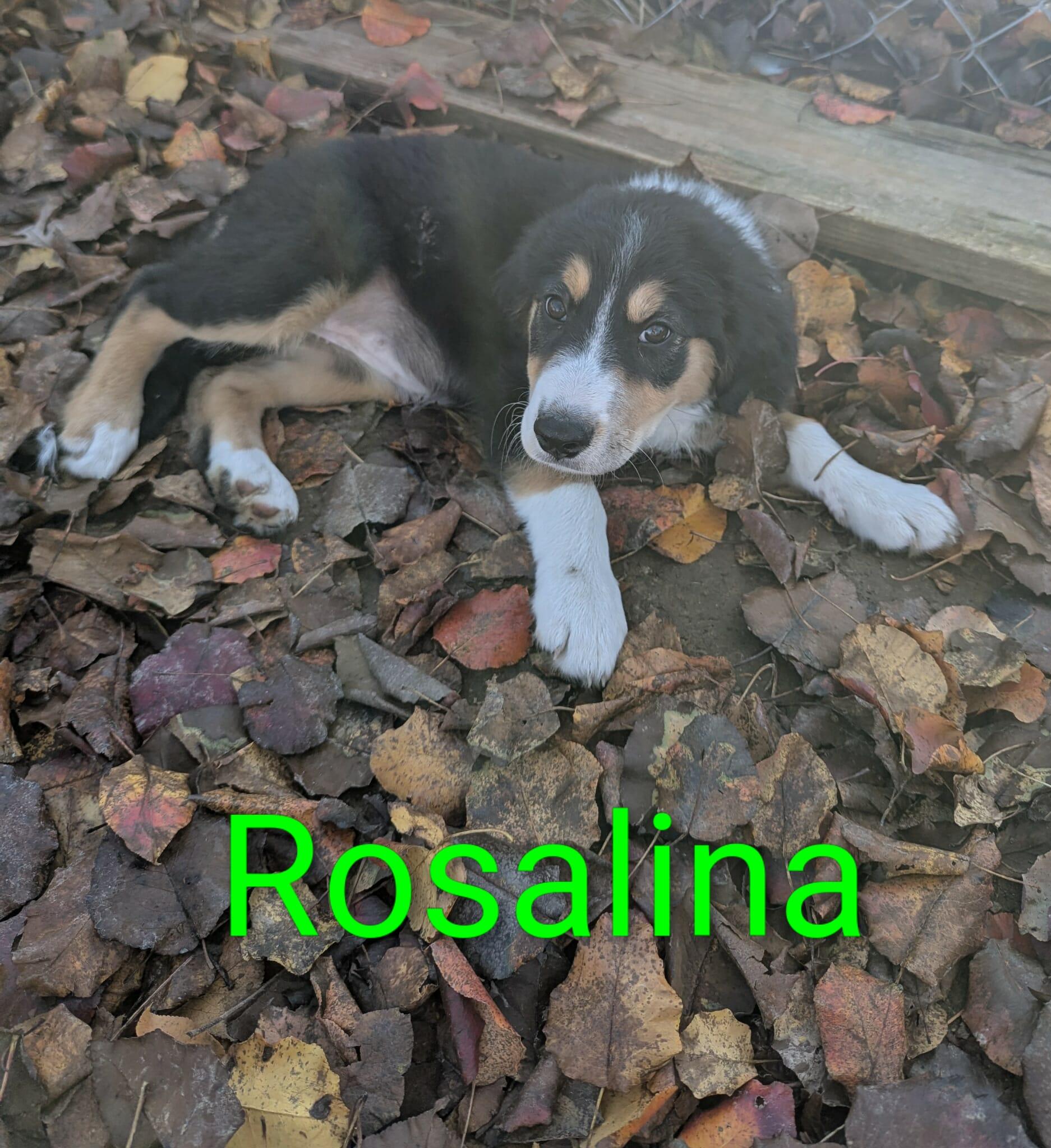 Enlarge Rosalina, a Adoptable mixed breed in Cookeville, TN image 4/5