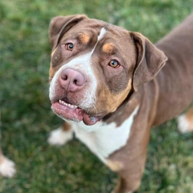Enlarge MJ the Great, a ADOPTABLE mixed breed in Whittier, CA image 3/5