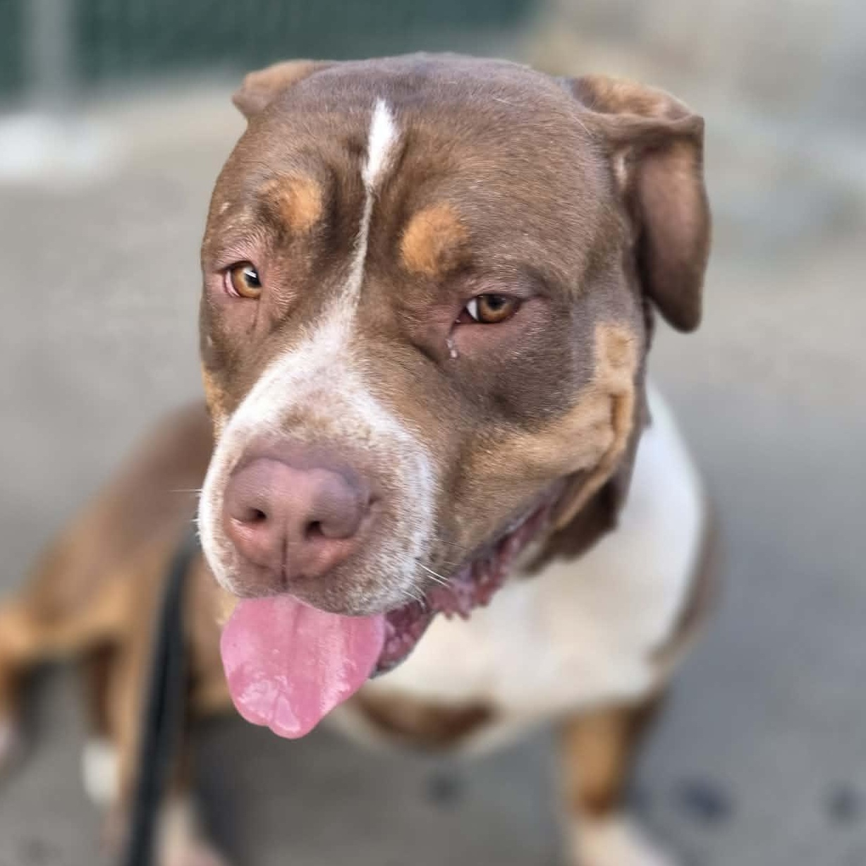 Enlarge MJ the Great, a ADOPTABLE mixed breed in Whittier, CA image 5/5