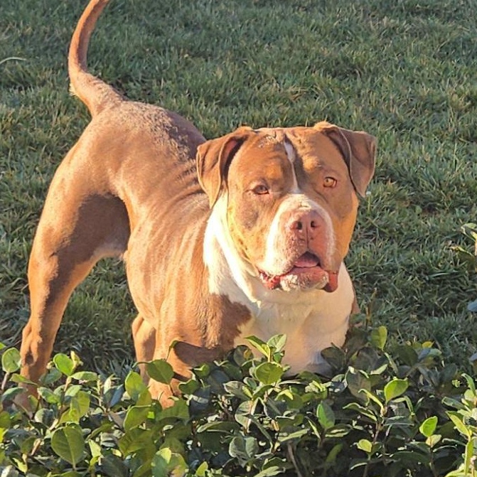 Enlarge MJ the Great, a ADOPTABLE mixed breed in Whittier, CA image 4/5