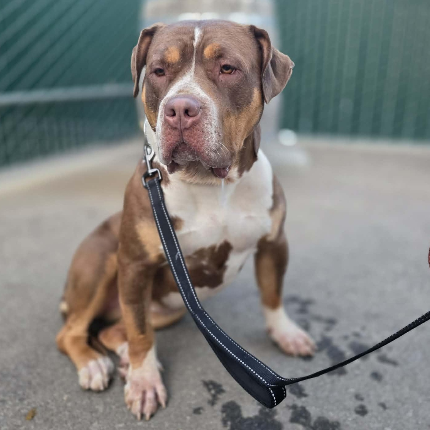 Enlarge MJ the Great, a ADOPTABLE mixed breed in Whittier, CA image 2/5