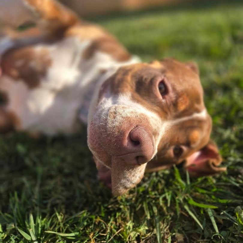 Enlarge MJ the Great, a ADOPTABLE mixed breed in Whittier, CA image 1/5