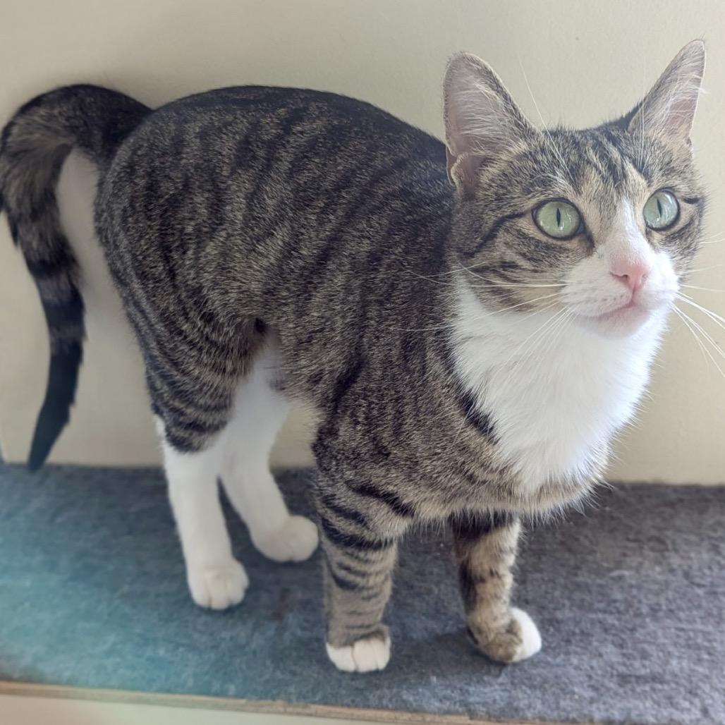 Enlarge Martini, a Adoptable Domestic Short Hair in Pittsburgh, PA image 2/5