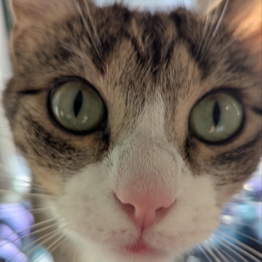 Enlarge Martini, a Adoptable Domestic Short Hair in Pittsburgh, PA image 3/5