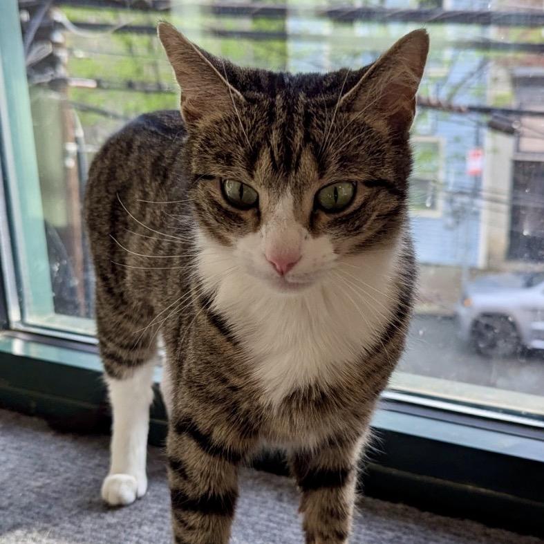 Enlarge Martini, a Adoptable Domestic Short Hair in Pittsburgh, PA image 4/5