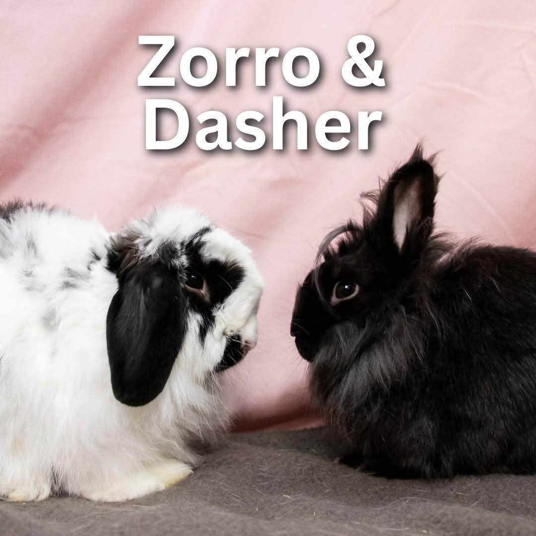 Enlarge Zorro & Dasher, a Adopted mixed breed in Winnipeg, MB image 1/1