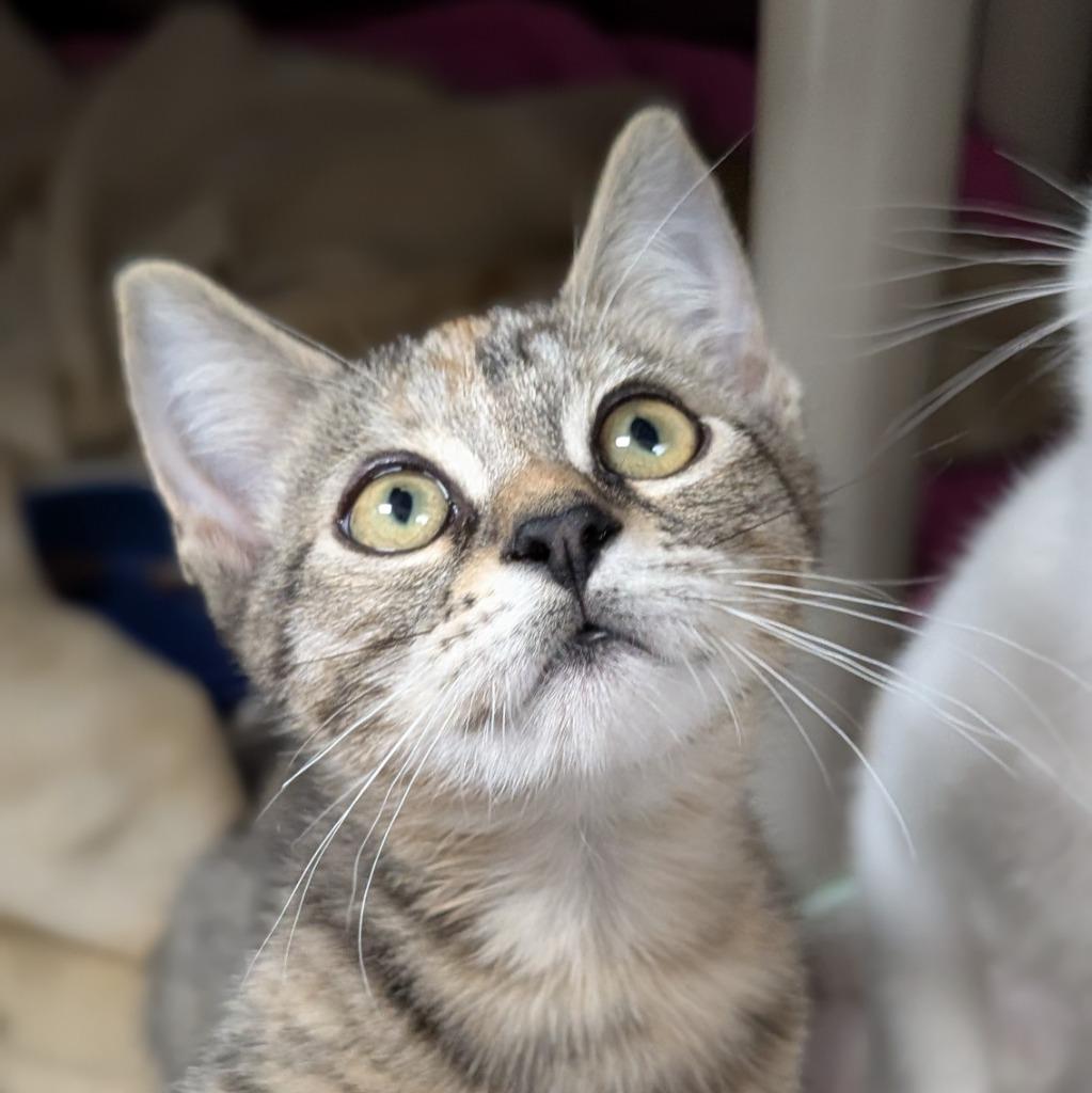 Enlarge Anne (and Emily), a Adoptable mixed breed in Shoreline, WA image 2/6