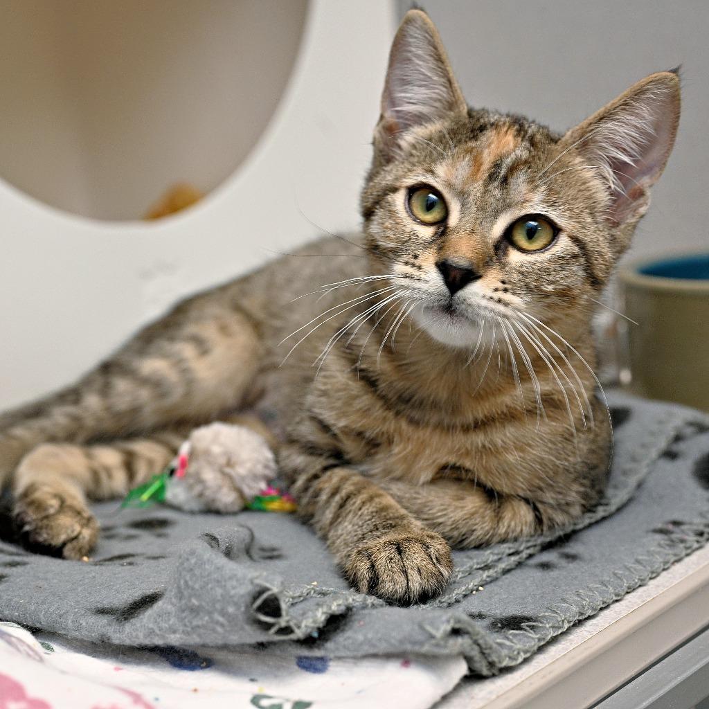 Enlarge Anne (and Emily), a Adoptable mixed breed in Shoreline, WA image 6/6