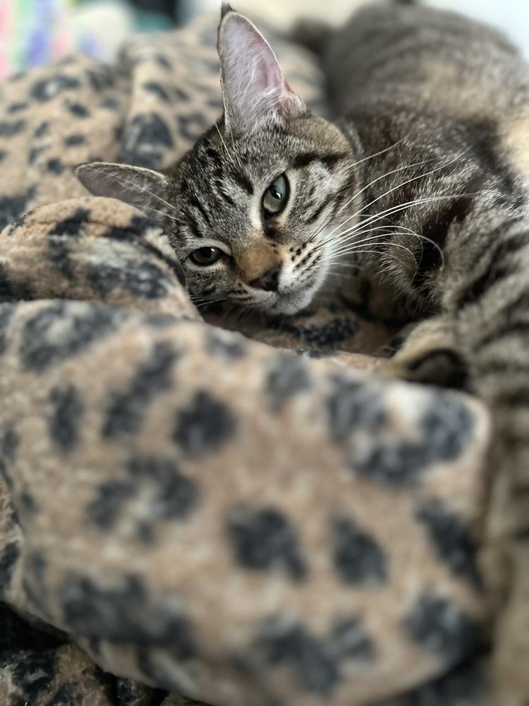 Enlarge Bonnie, a Adoptable Domestic Short Hair in Chicago, IL image 1/5