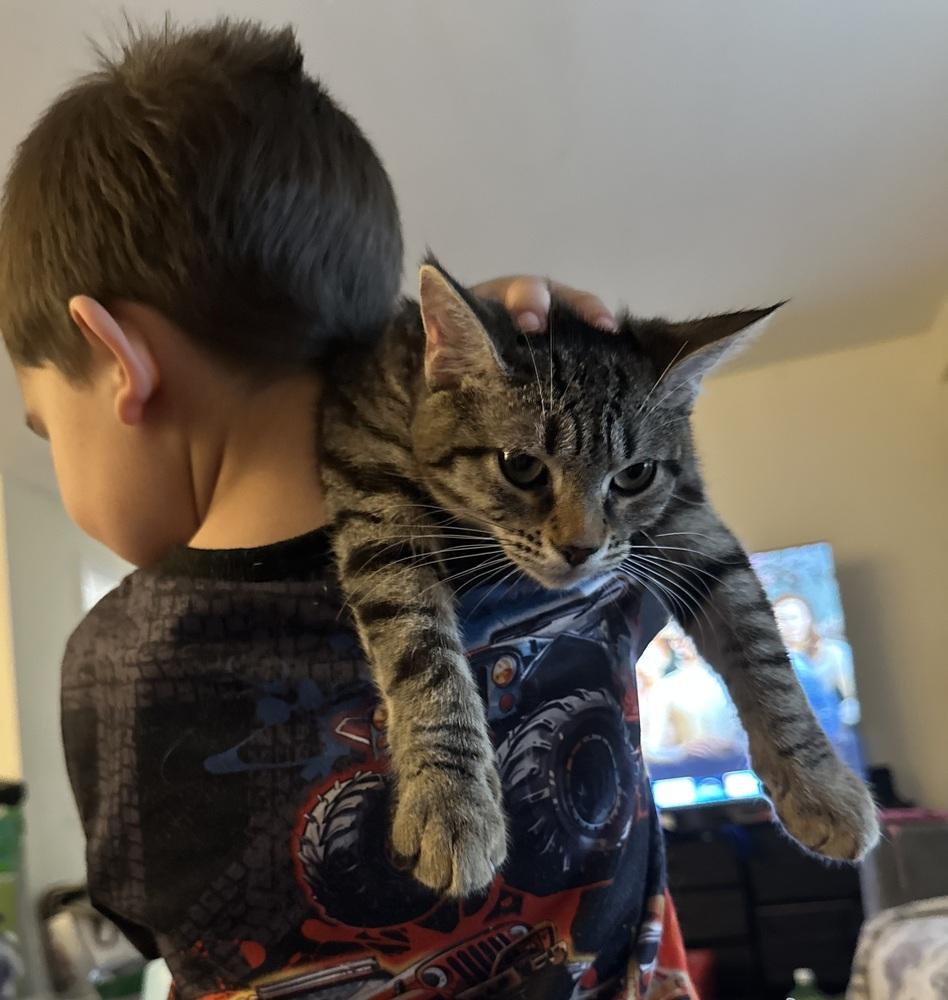Enlarge Bonnie, a Adoptable Domestic Short Hair in Chicago, IL image 2/5