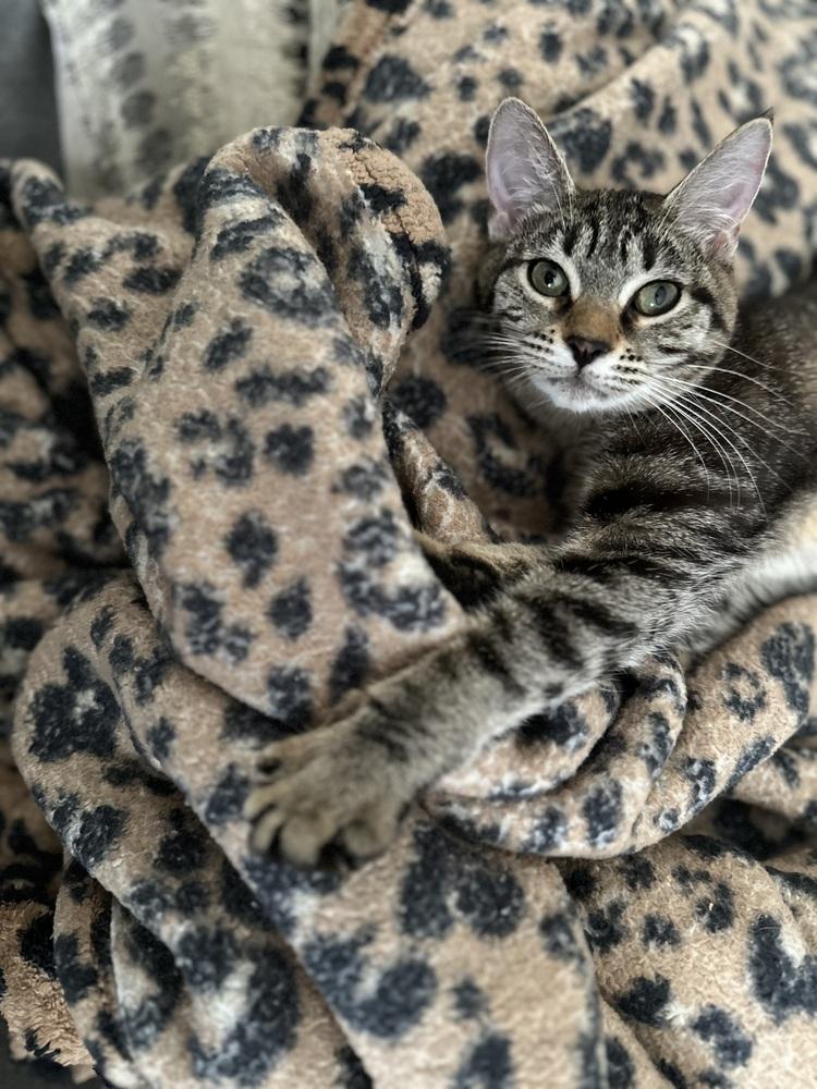 Enlarge Bonnie, a Adoptable Domestic Short Hair in Chicago, IL image 3/5