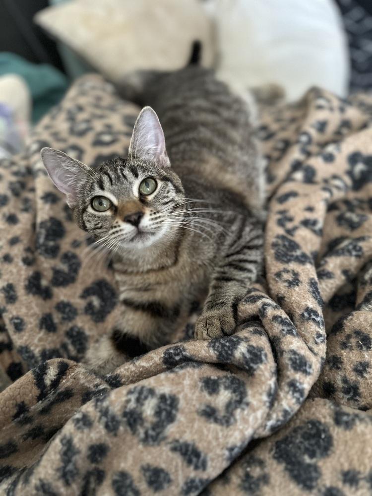 Enlarge Bonnie, a Adoptable Domestic Short Hair in Chicago, IL image 4/5