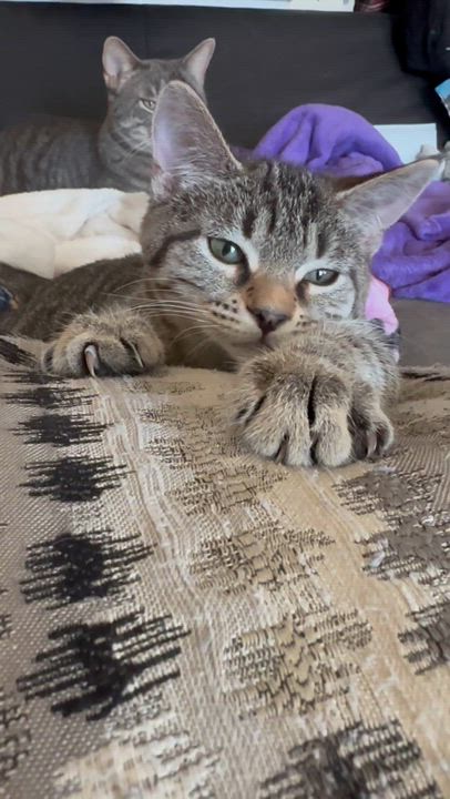 Enlarge Bonnie, a Adoptable Domestic Short Hair in Chicago, IL video 5/5