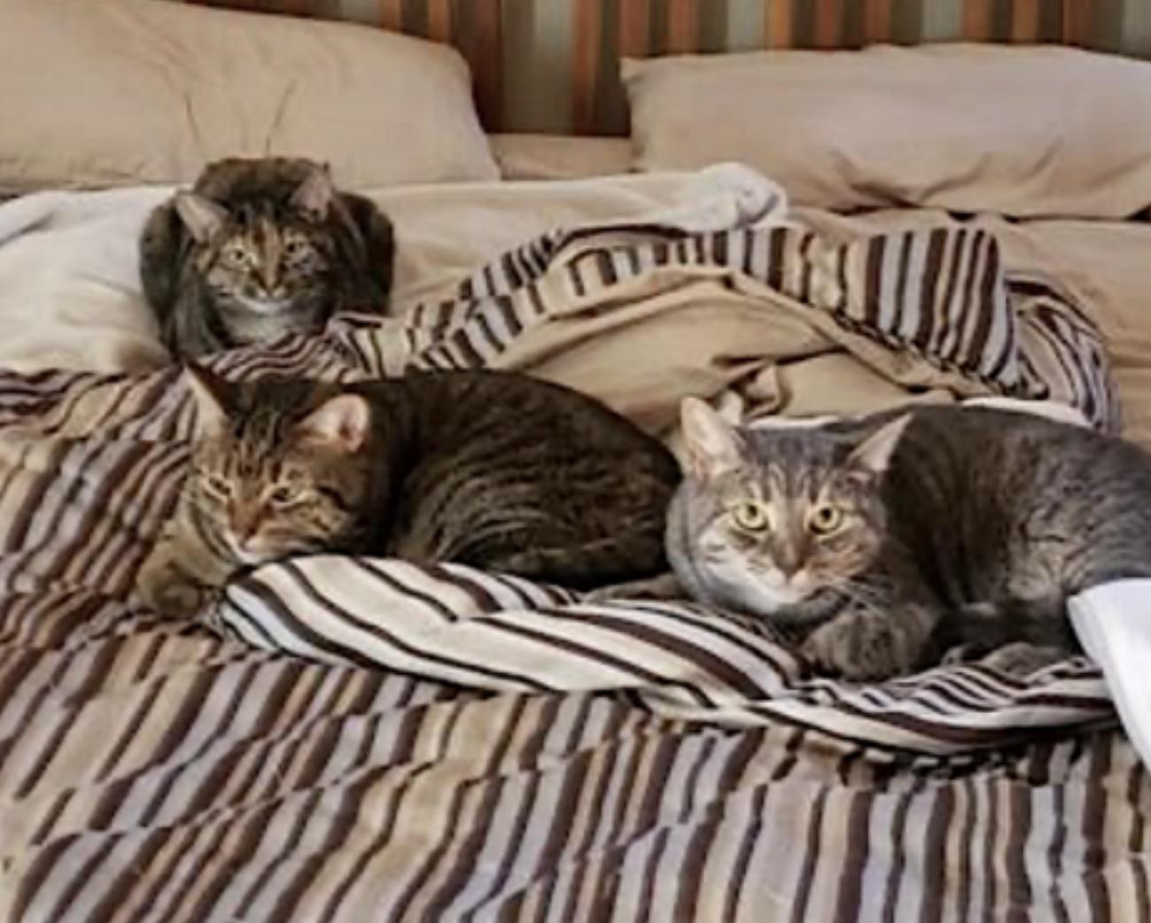 Avery, Cali and Lexi