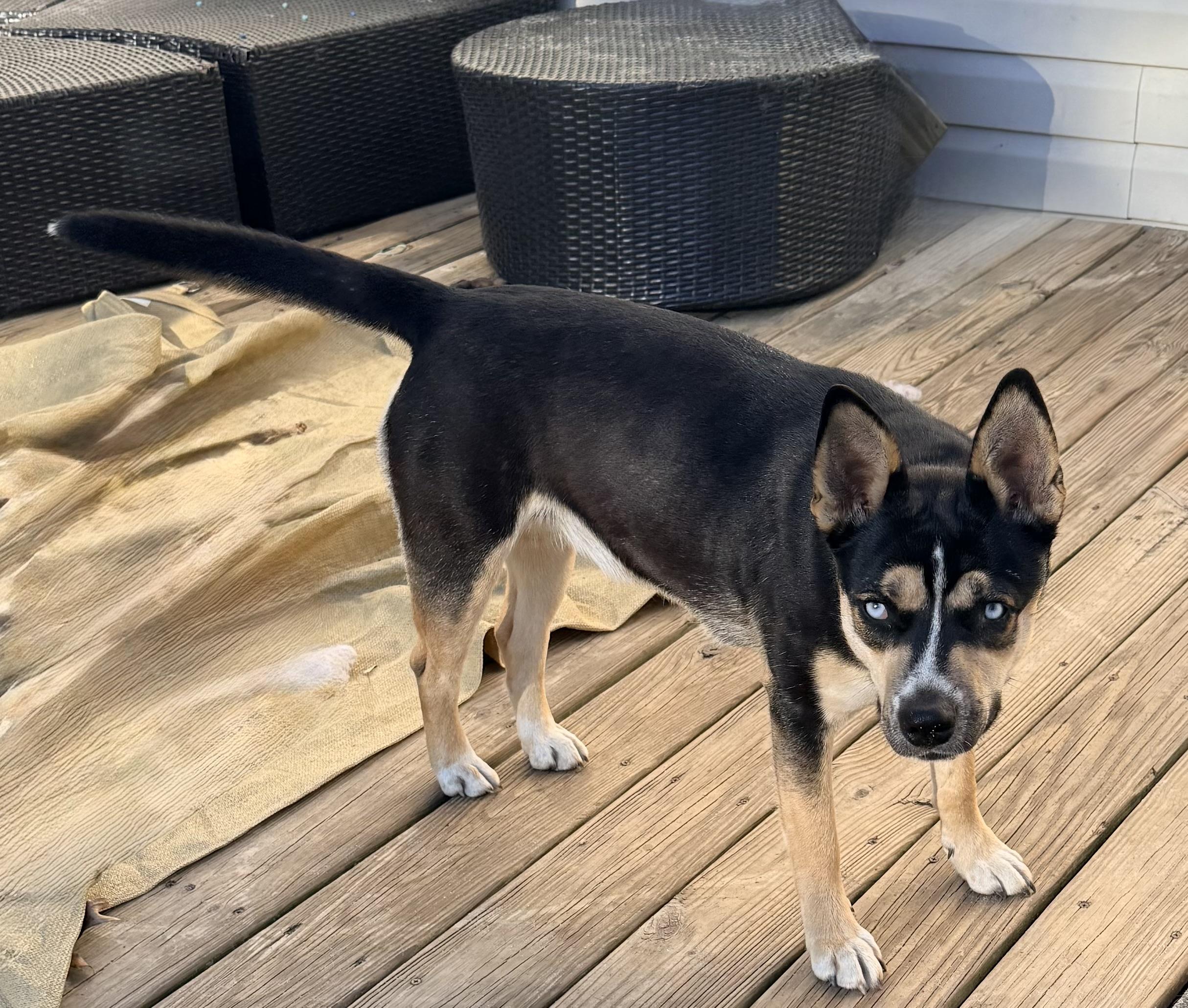 Coco, a ADOPTABLE mixed breed in FORT mill, SC image 4/4