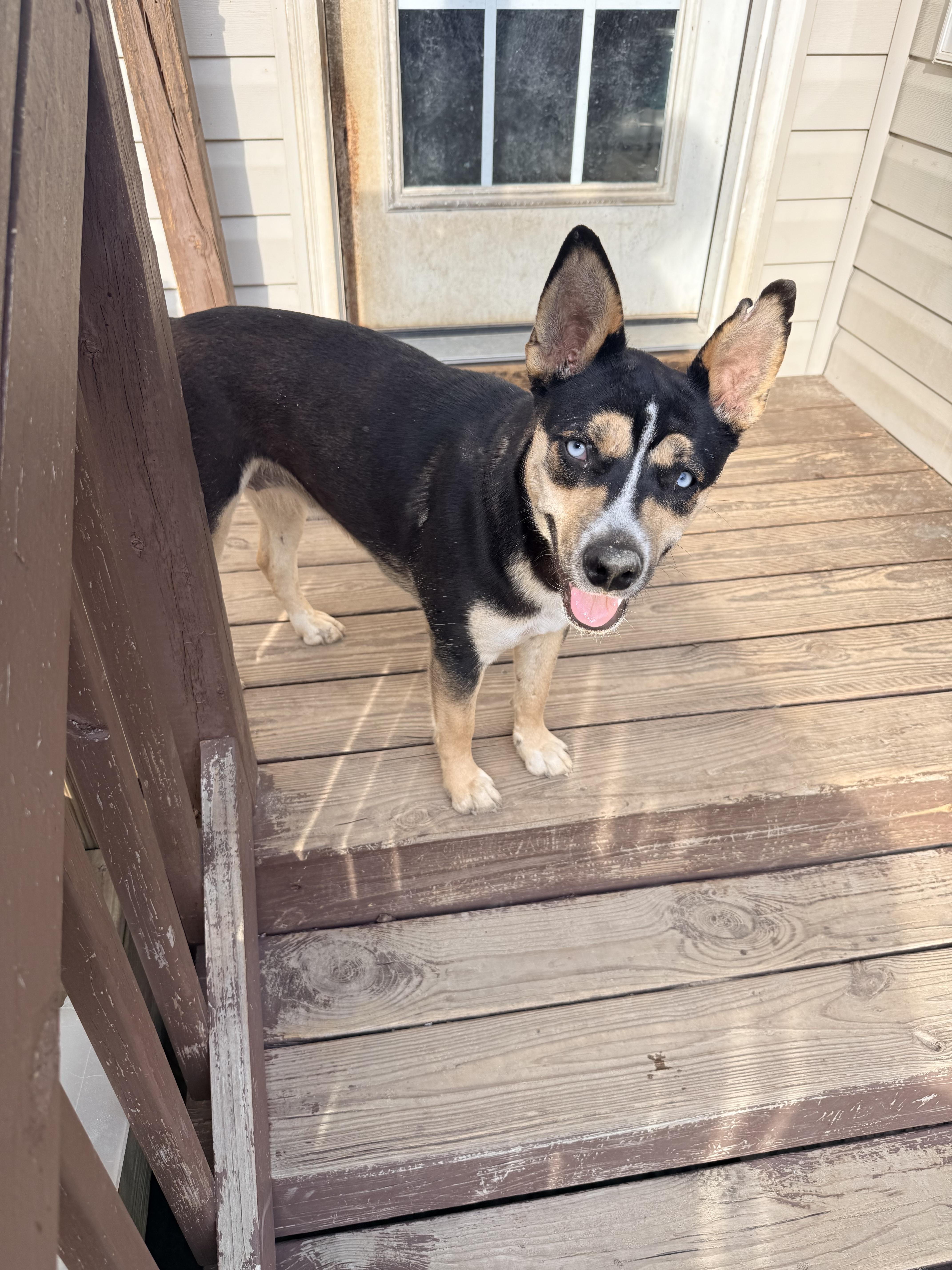 Coco, a ADOPTABLE mixed breed in FORT mill, SC image 1/4