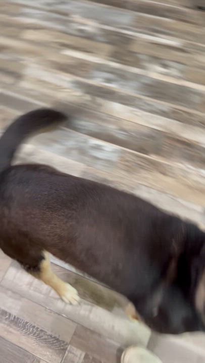 Enlarge Coco, a ADOPTABLE mixed breed in FORT mill, SC video 2/4
