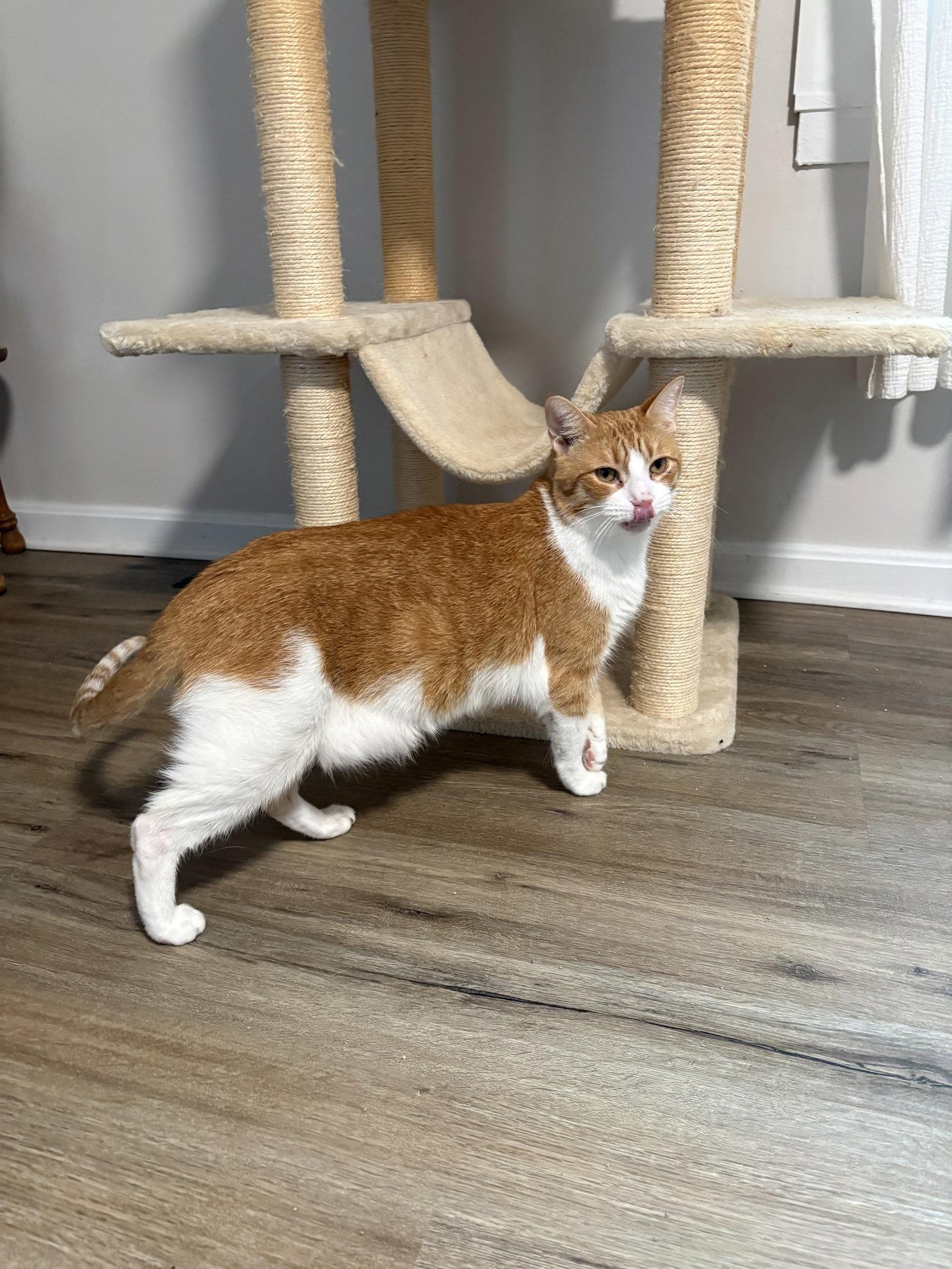 Marmalade, a Adoptable Domestic Short Hair in East Derry, NH image 1/3