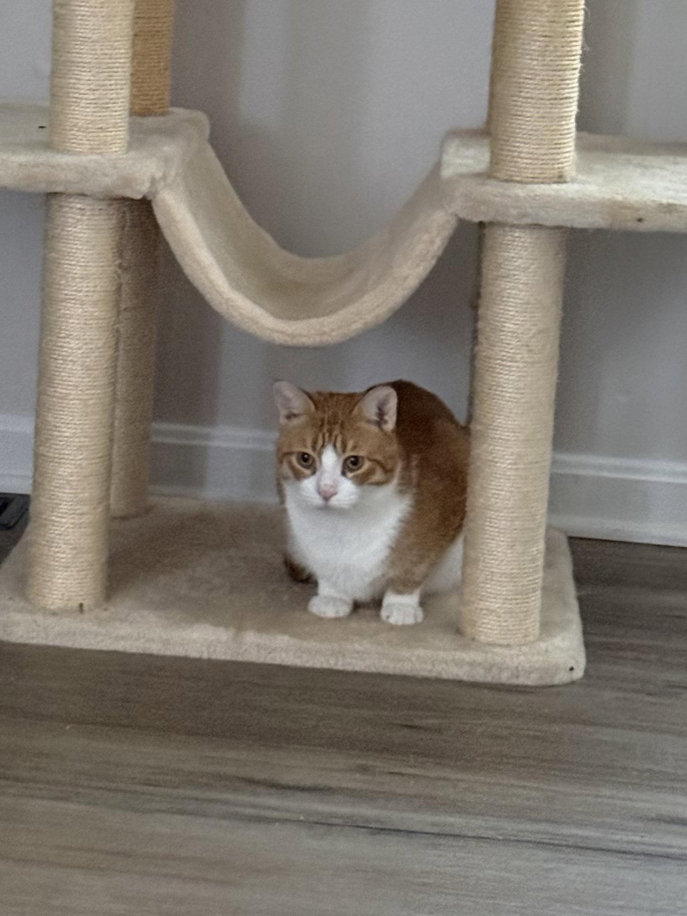 Marmalade, a Adoptable Domestic Short Hair in East Derry, NH image 2/3
