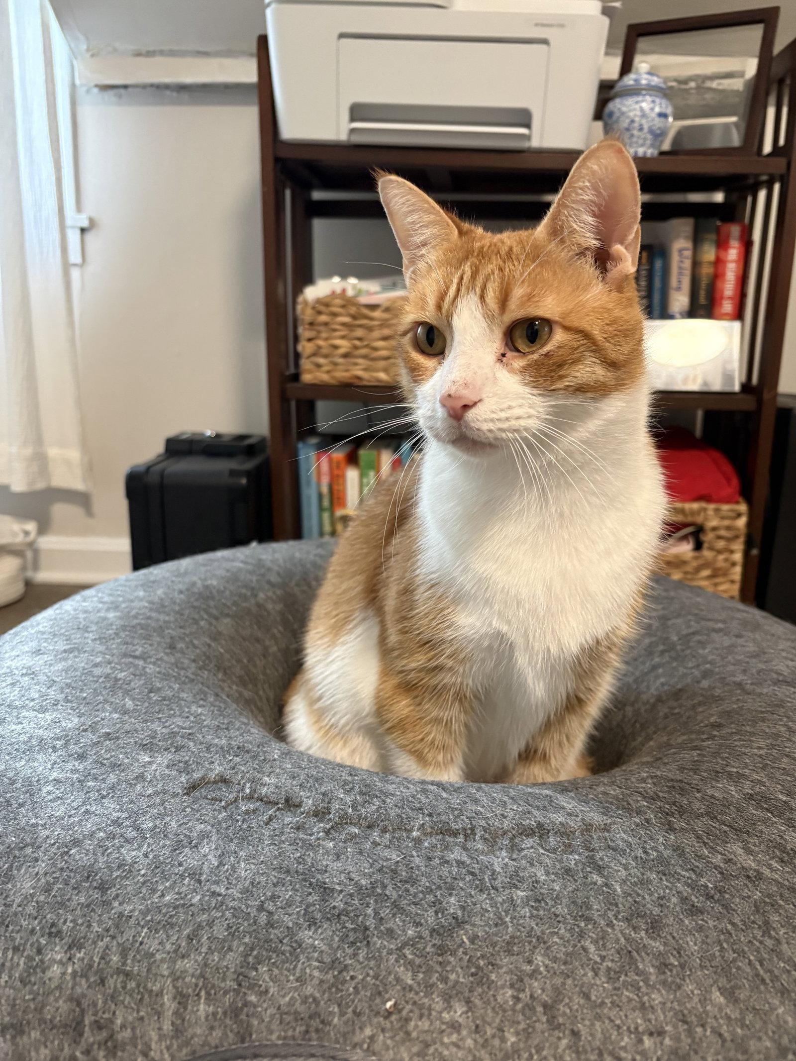 Marmalade, a Adoptable Domestic Short Hair in East Derry, NH image 3/3