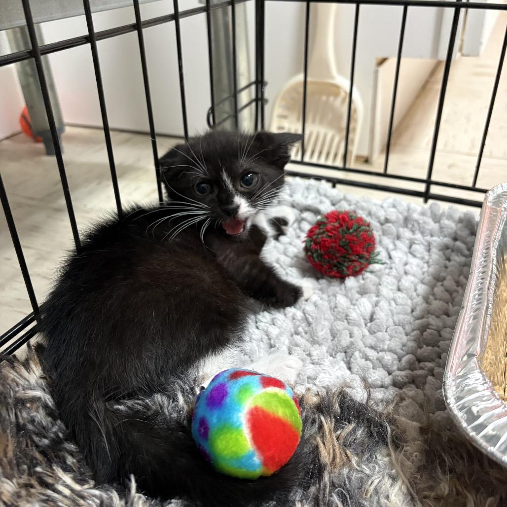 Enlarge Pippa, a Adoptable Domestic Short Hair in Pensacola, FL image 1/1