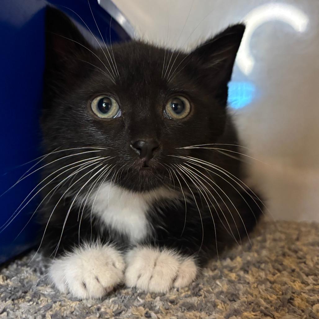 Skipper, a Adoptable Domestic Short Hair in Washington Township, OH image 1/3