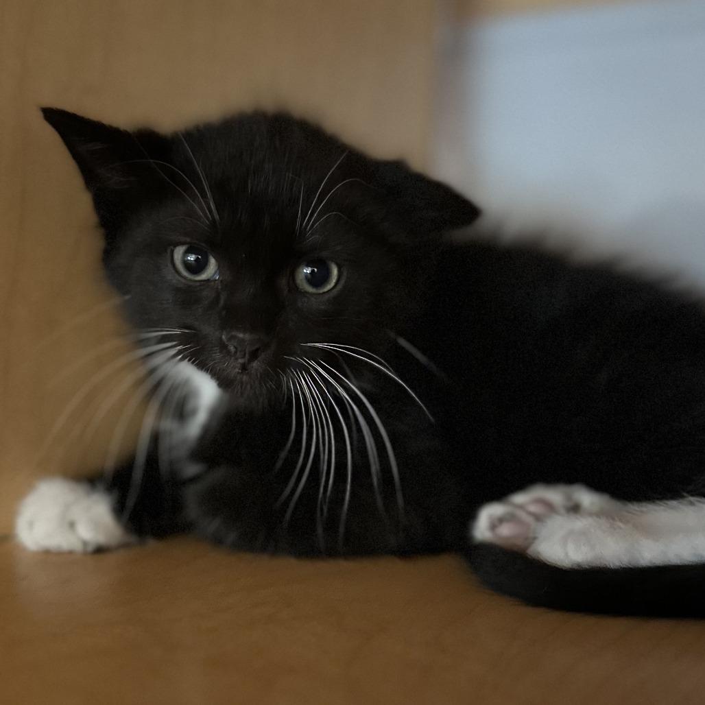 Skipper, a Adoptable Domestic Short Hair in Washington Township, OH image 2/3