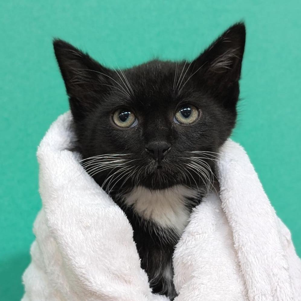 Skipper, a Adoptable Domestic Short Hair in Washington Township, OH image 3/3