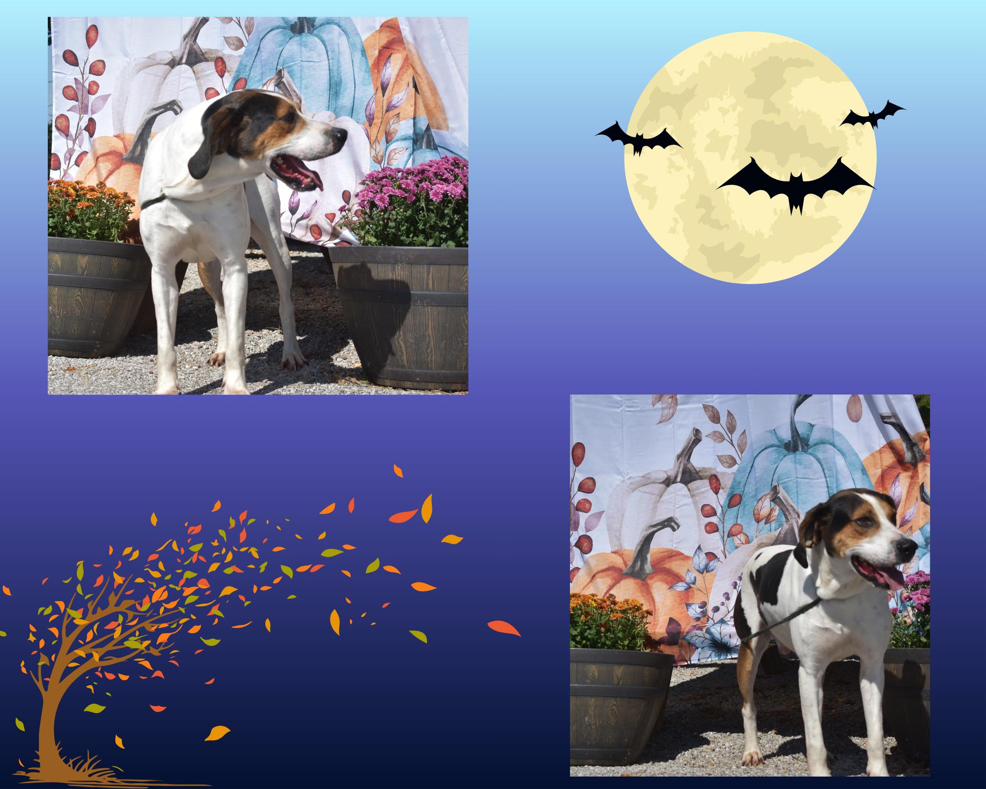 Wayne, Adoptable, Adult Male Coonhound.