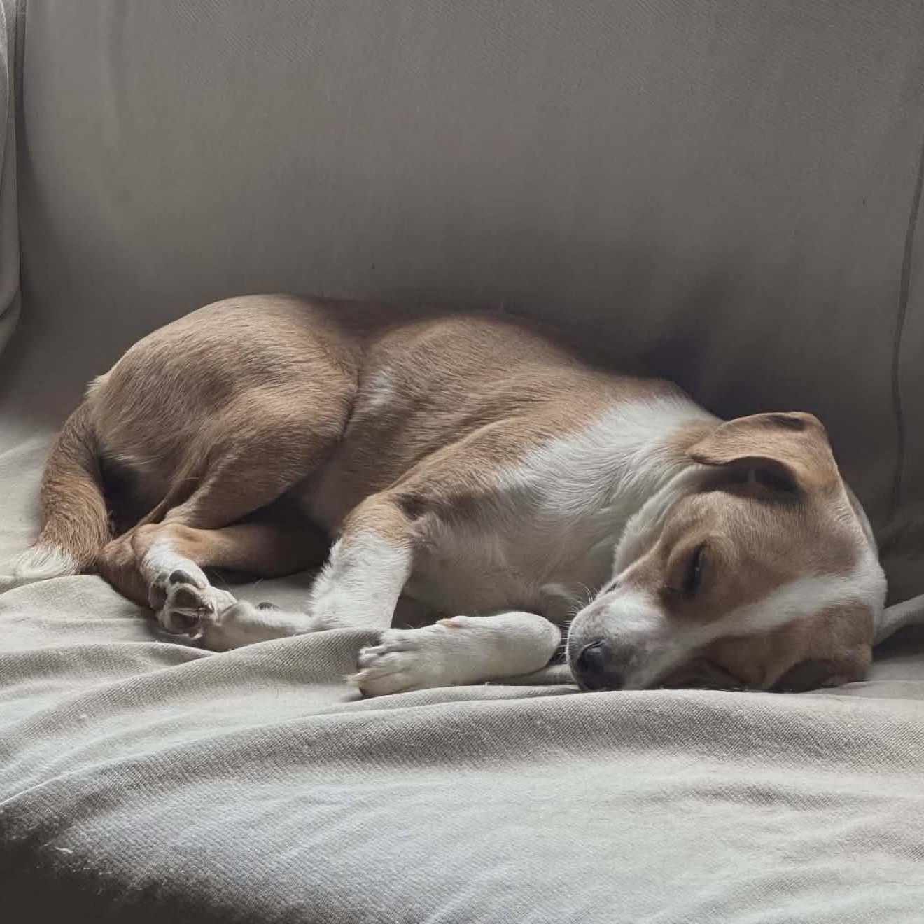 Enlarge Sugar, a ADOPTABLE mixed breed in Sparta, NJ image 5/5