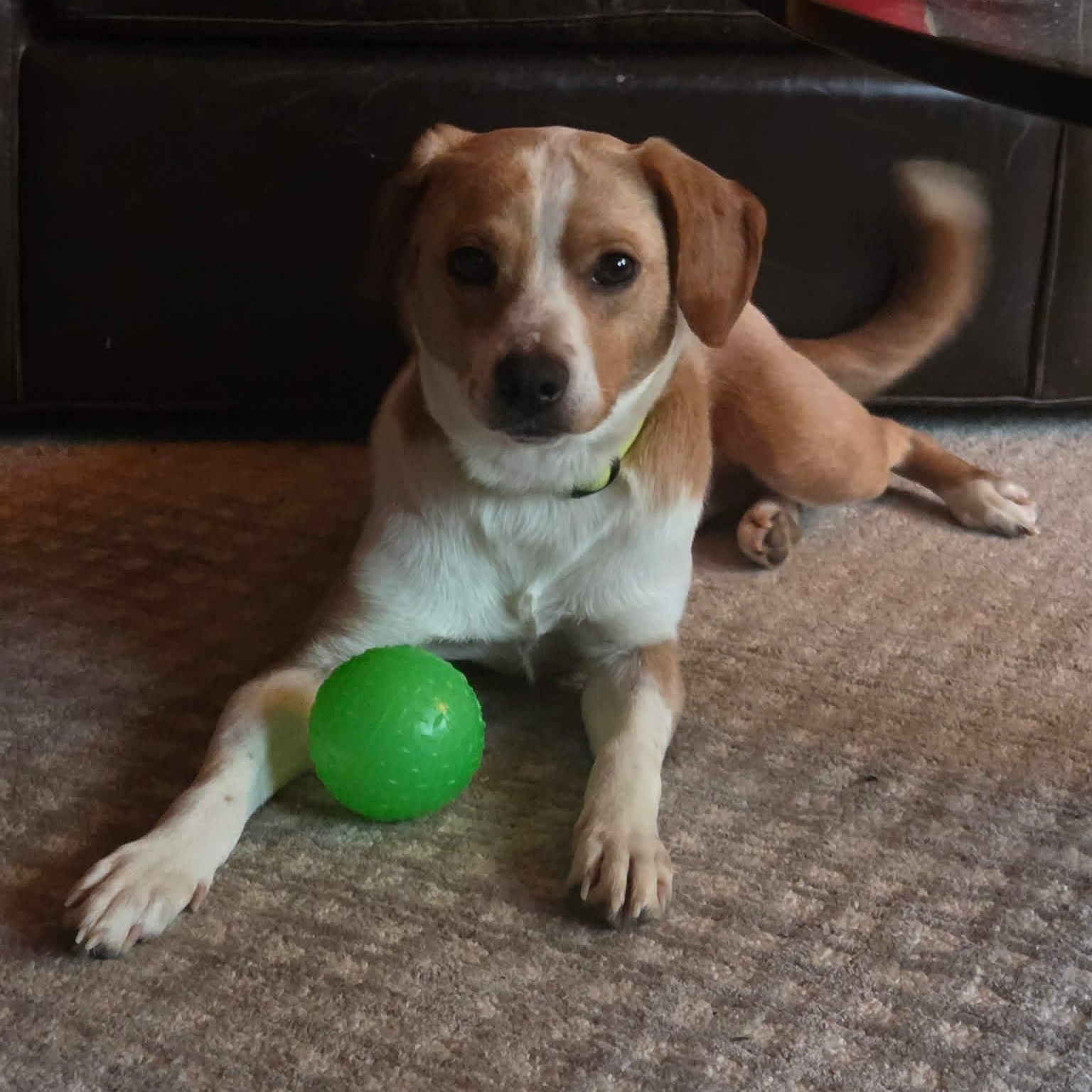 Sugar, ADOPTABLE, Young Female Labrador Retriever & Chihuahua.
